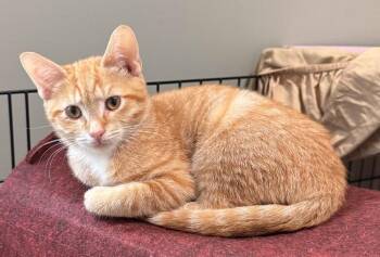 Rescue Domestic Short Hair Cats for Adoption in Philadelphia, Pennsylvania - Viktor | PetCurious