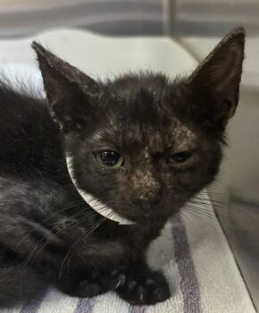 TABASCO -  Domestic Short Hair Cat for Adoption in Corpus Christi, Texas - TABASCO | PetCurious