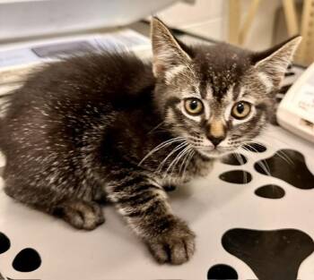 KNIT -  Domestic Medium Hair Cat for Adoption in Derwood, Maryland - KNIT | PetCurious