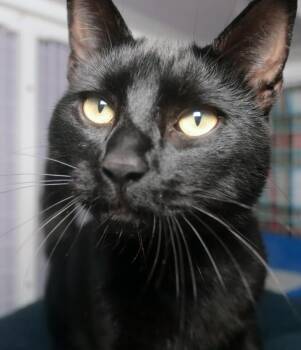 Jasper -  Domestic Short Hair Cat for Adoption in Vancouver, Washington - Jasper | PetCurious