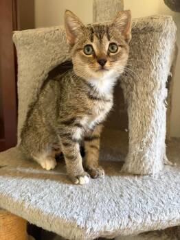 Halen -  Domestic Short Hair Cat for Adoption in Cleveland, Ohio - Halen | PetCurious