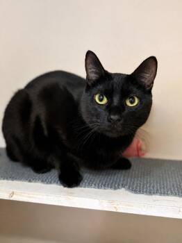 Indie — Sleek, Sweet & Easygoing -  Domestic Short Hair Cat for Adoption in Bloomfield, New Jersey - Indie — Sleek, Sweet & Easygoing | PetCurious