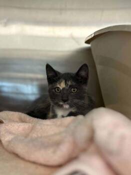 Azula -  Domestic Short Hair Cat for Adoption in Munster, Indiana - Azula | PetCurious