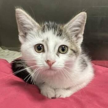 Livy -  Domestic Short Hair Cat for Adoption in Wheaton, Illinois - Livy | PetCurious