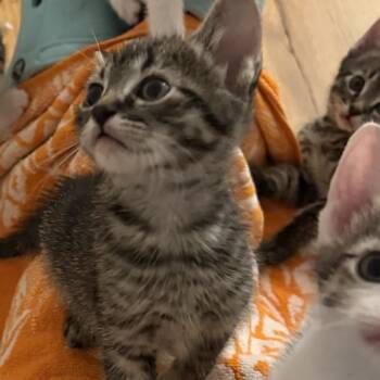 Captain crunch -  Domestic Short Hair Cat for Adoption in Long Beach, California - Captain Crunch | PetCurious