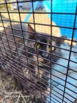 2-21 -  Domestic Short Hair Cat for Adoption in San Antonio, Texas - 2-21 | PetCurious