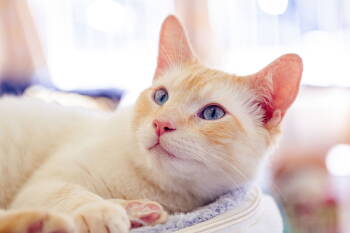 Rescue Siamese Cats for Adoption in San Jose, California - Jenkins | PetCurious
