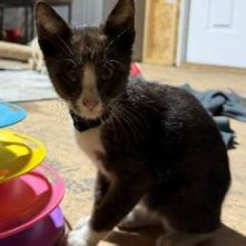 Grant -  Domestic Short Hair Cat for Adoption - Grant | PetCurious