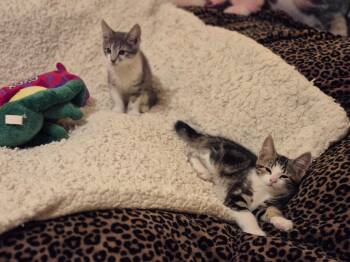 Rocket -  Domestic Short Hair Cat for Adoption in New York, New York - Rocket | PetCurious