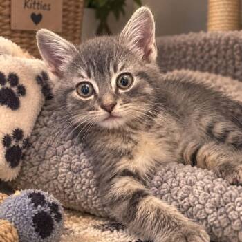 Tobias -  Tabby and Domestic Short Hair Cat for Adoption in Andover, Minnesota - Tobias | PetCurious
