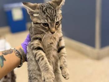 Domestic Short Hair Cats Available for Adoption in Doral, Florida - PEACHES | PetCurious