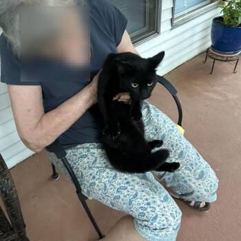 Meadow -  Domestic Short Hair Cat for Adoption in Asheville, North Carolina - Meadow | PetCurious