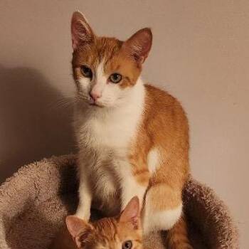 Connie -  Domestic Short Hair Cat for Adoption in Mount Laurel Township, New Jersey - Connie | PetCurious