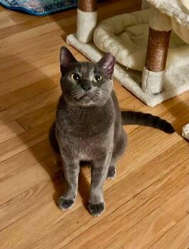 Sterling ( beautiful gray kitten) -  Domestic Short Hair Cat for Adoption - Sterling ( Beautiful Gray Kitten) | PetCurious