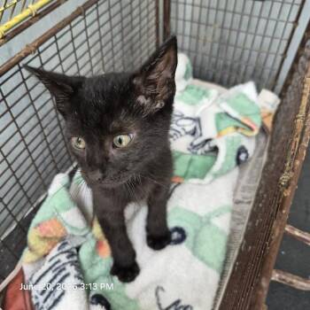 VELVET -  Domestic Short Hair Cat for Adoption in San Antonio, Texas - VELVET | PetCurious