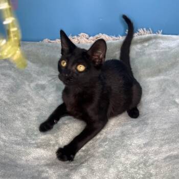 Domestic Short Hair Cats Available for Adoption in San Antonio, Texas - Sonny | PetCurious