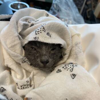 Rescue Domestic Short Hair Cats for Adoption in Los Angeles, California - Marty McFly | PetCurious