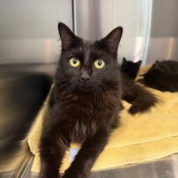 Yoko -  Domestic Medium Hair Cat for Adoption in Scituate, Massachusetts - Yoko | PetCurious