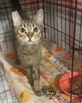 Melony -  Domestic Short Hair Cat Available for Adoption in Las Vegas, Nevada - Melony | PetCurious