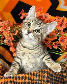 5/12/26 Ravi -  Domestic Short Hair Cat for Adoption in Stillwater, Oklahoma - 5/12/26 Ravi | PetCurious