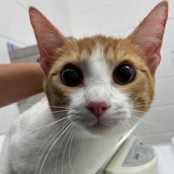 Twinkie -  Domestic Short Hair Cat for Adoption in Corpus Christi, Texas - Twinkie | PetCurious