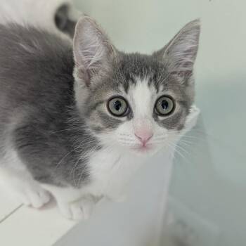 Luella -  Domestic Short Hair Cat for Adoption in Fenton, Michigan - Luella | PetCurious