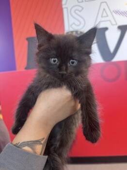 Laena -  Domestic Medium Hair and Domestic Short Hair Cat for Adoption in West Chester, Pennsylvania - Laena | PetCurious
