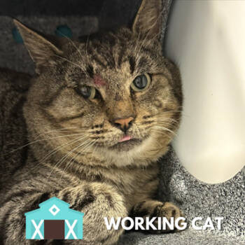 Rescue Domestic Short Hair Cats for Adoption in Sarasota, Florida - Lemon Bar | PetCurious