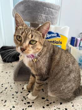 Rescue Tabby Cats for Adoption in Franklin, Massachusetts - Sage | PetCurious