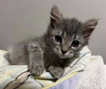 Dipper -  Domestic Short Hair Cat for Adoption in Salt Lake City, Utah - Dipper | PetCurious