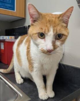 Bibi -  Domestic Short Hair Cat for Adoption in Missoula, Montana - Bibi | PetCurious