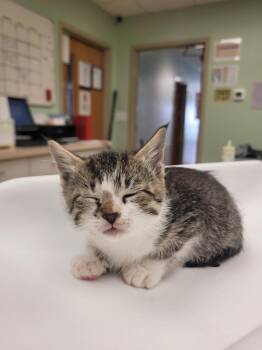 Dinner Roll -  Domestic Short Hair Cat for Adoption in Waverly, New York - Dinner Roll | PetCurious