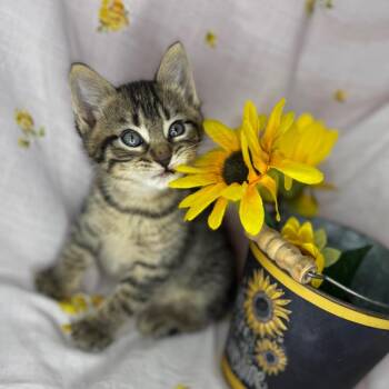 American Shorthair and Domestic Short Hair Cats Available for Adoption in Mount Vernon, Illinois - Atlas | PetCurious