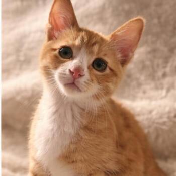 Bud -  Domestic Short Hair Cat for Adoption in Gainesville, Georgia - Bud | PetCurious