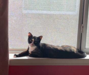 Cali -  Domestic Short Hair Cat for Adoption in Pearland, Texas - Cali | PetCurious