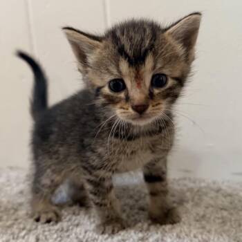 Nala -  Domestic Short Hair Cat for Adoption in North Canton, Ohio - Nala | PetCurious