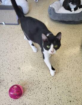 Rescue Extra Toes Cat Hemingway Polydactyl Cats for Adoption in Muncie, Indiana - Polly | PetCurious
