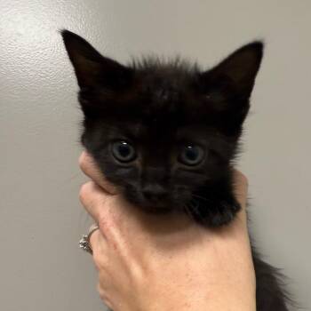 Palm -  Domestic Short Hair Cat for Adoption in Sand Springs, Oklahoma - Palm | PetCurious