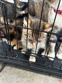 Rescue Calico Cats for Adoption in Louisville, Illinois - Hord4 | PetCurious