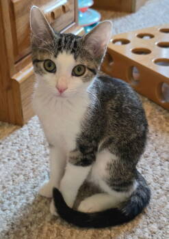 Rescue Tabby and Domestic Short Hair Cats for Adoption in Dublin, Ohio - Erica 2 | PetCurious