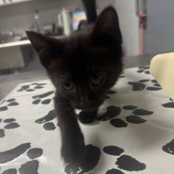 Feyre -  Domestic Short Hair Cat for Adoption in Greenville, South Carolina - Feyre | PetCurious
