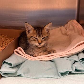 Minnelli -  Domestic Short Hair Cat for Adoption in Lynchburg, Virginia - Minnelli | PetCurious