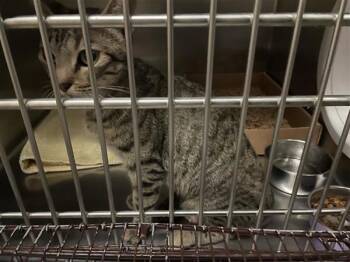 Celebi -  Domestic Short Hair Cat for Adoption in Austin, Texas - Celebi | PetCurious