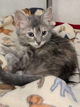 Beth -  Domestic Medium Hair Cat for Adoption in Edmond, Oklahoma - Beth | PetCurious