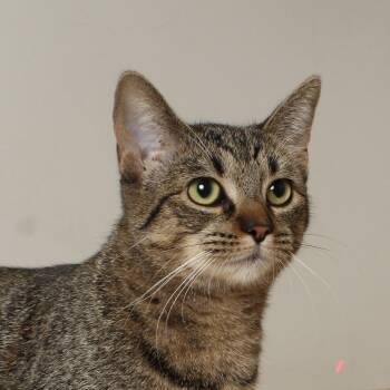 Rescue Domestic Short Hair Cats for Adoption in Minnetonka, Minnesota - Poppy C64853 | PetCurious