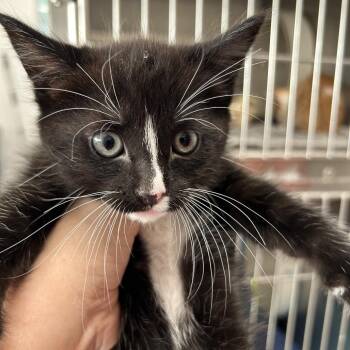 Ghibli -  Domestic Short Hair Cat for Adoption in Leander, Texas - Ghibli | PetCurious