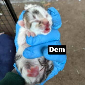 Domestic Short Hair Cats Available for Adoption in Philadelphia, Pennsylvania - Dem | PetCurious