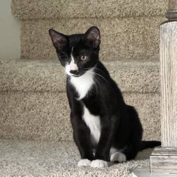 Louie -  Domestic Short Hair Cat for Adoption in Jacksonville, Florida - Louie | PetCurious