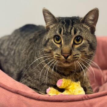 Domestic Short Hair Cats Available for Adoption - Ninja | PetCurious