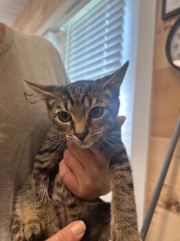 Mato -  Domestic Short Hair Cat for Adoption in Cumming, Georgia - Mato | PetCurious